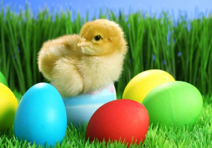 Eggcited Easter
